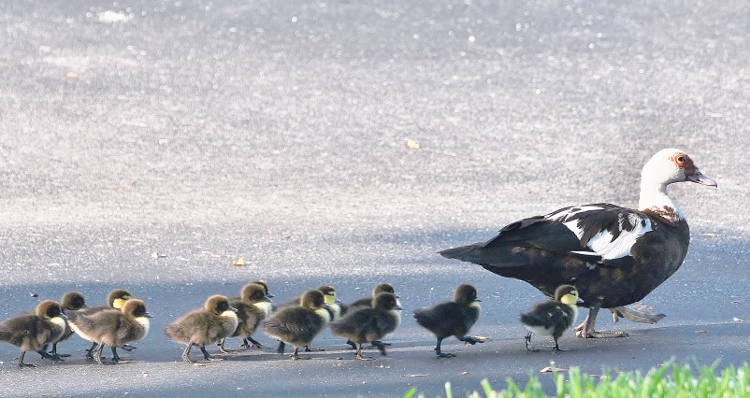baby Muskovee chicks